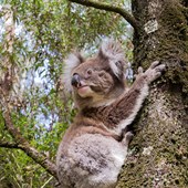 Programme scolaire - Anglais - Australie - Victoria